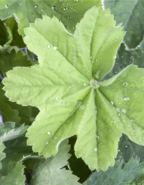 Alchemilla mollis