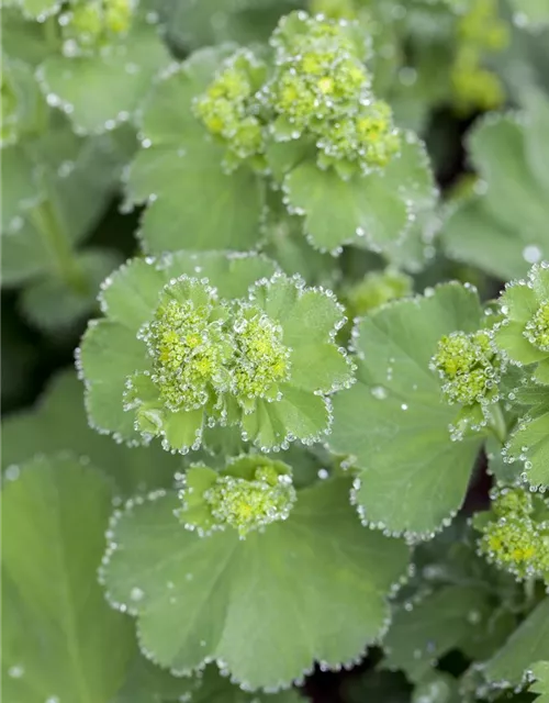 Alchemilla mollis