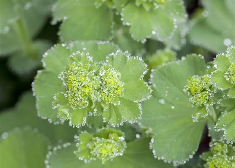 Alchemilla mollis