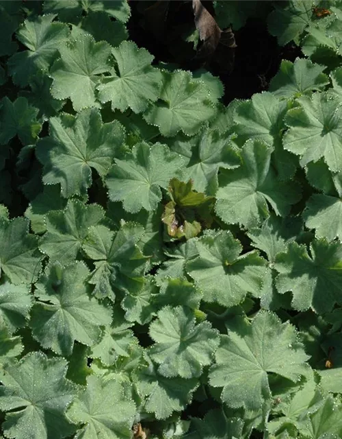 Alchemilla mollis