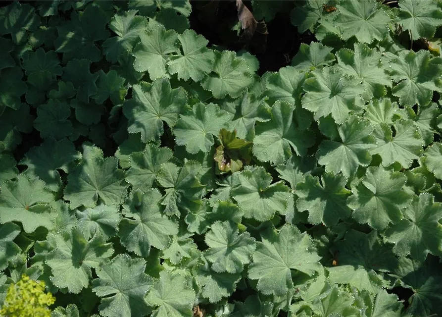 Alchemilla mollis