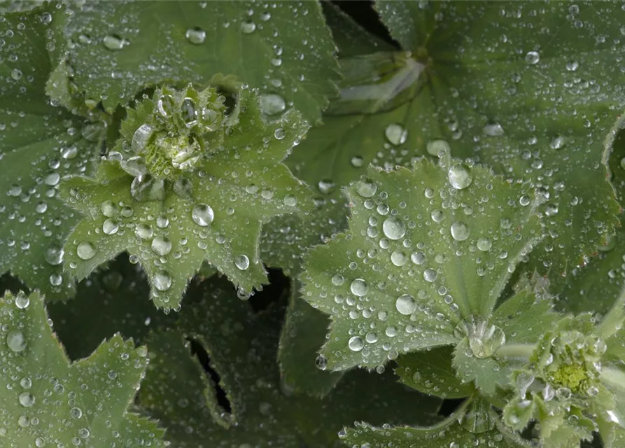 Alchemilla mollis