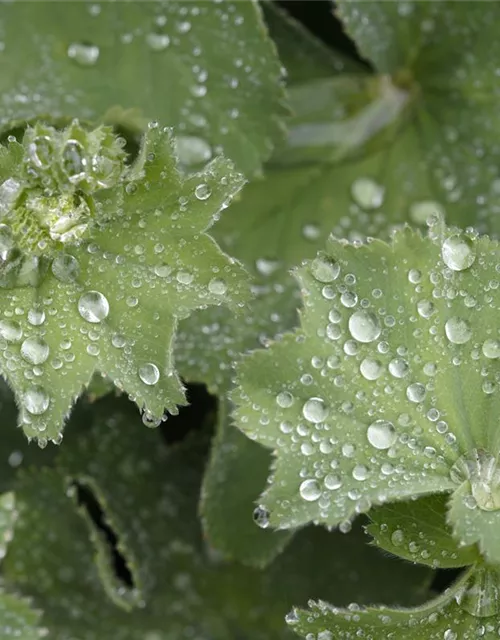 Alchemilla mollis