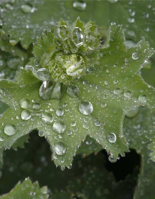 Alchemilla mollis