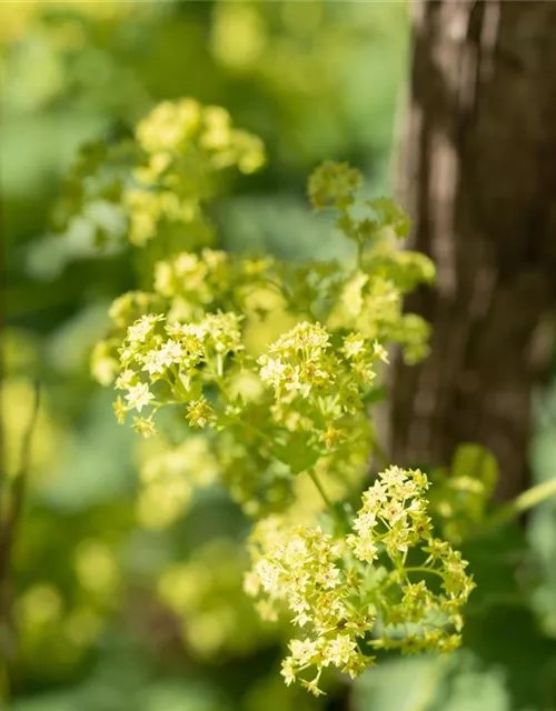 Alchemilla mollis