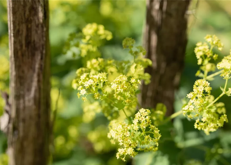 Alchemilla mollis