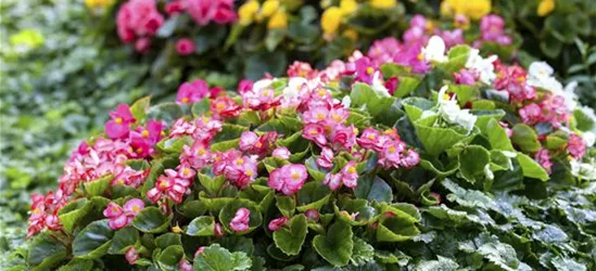 Begonia semperflorens