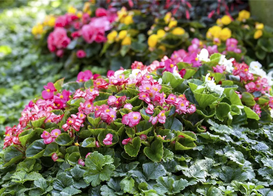 Begonia semperflorens