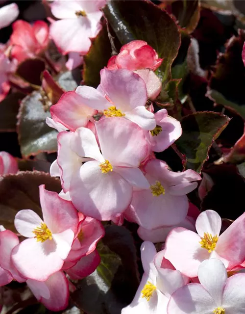 Begonia semperflorens