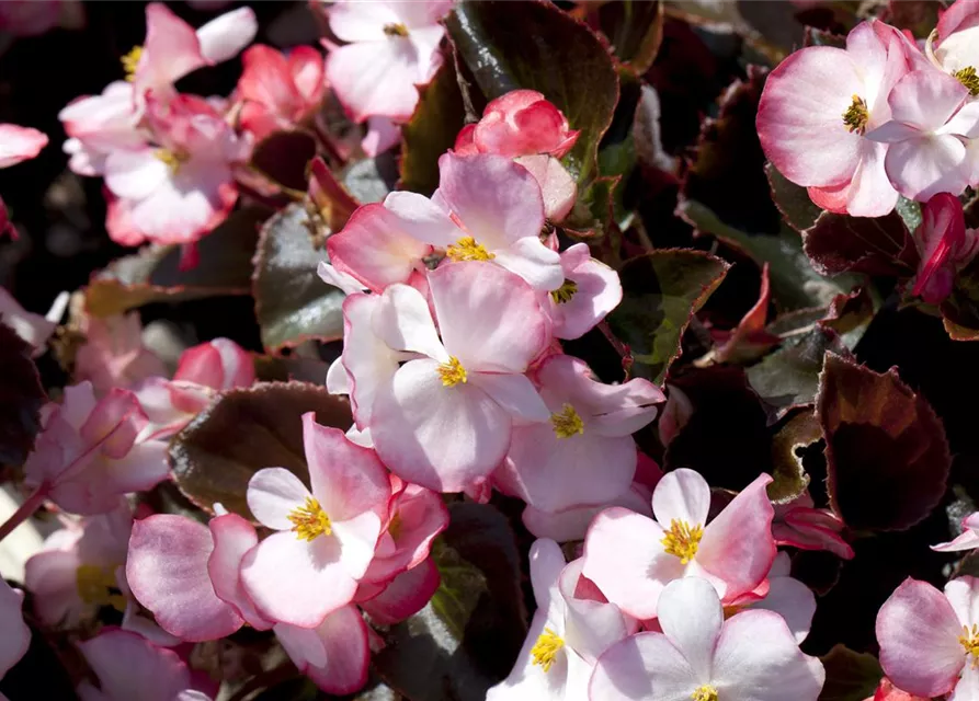 Begonia semperflorens