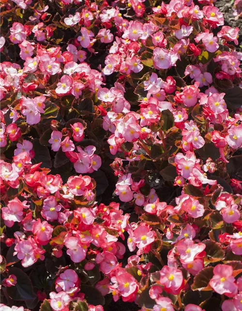 Begonia semperflorens