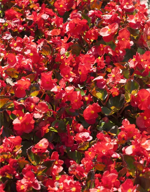 Begonia semperflorens