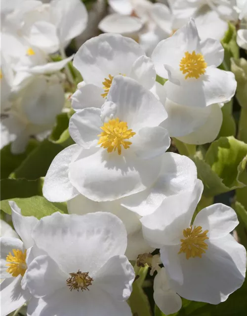 Begonia semperflorens