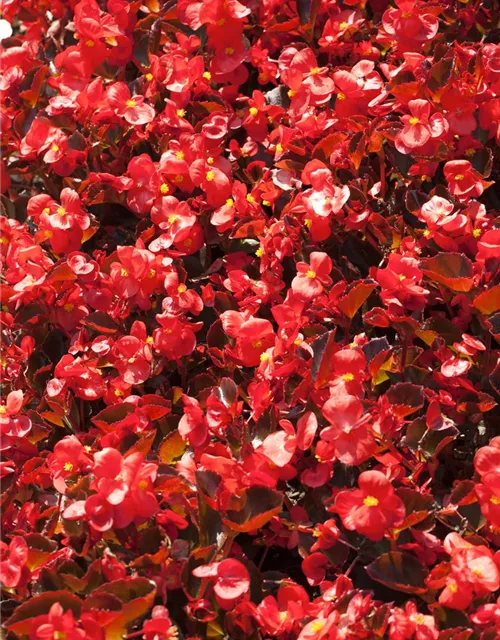 Begonia semperflorens