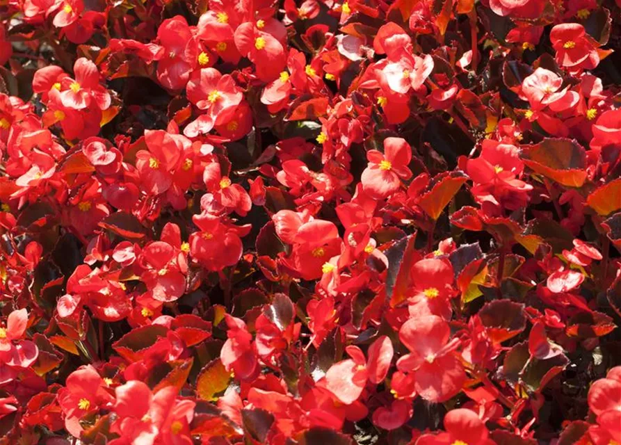 Begonia semperflorens