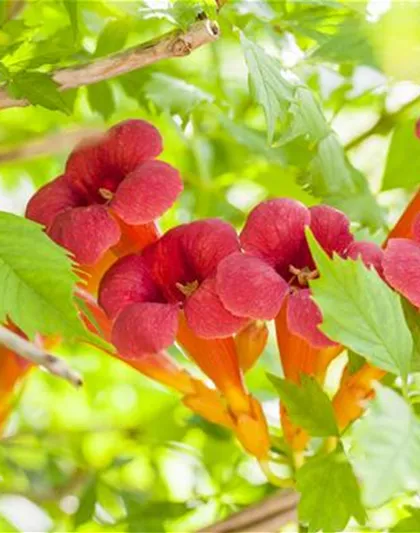 Campsis radicans