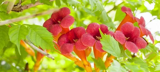 Campsis radicans