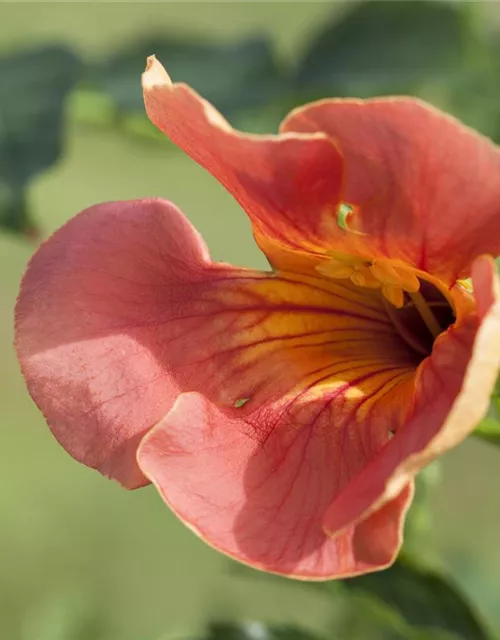 Campsis radicans