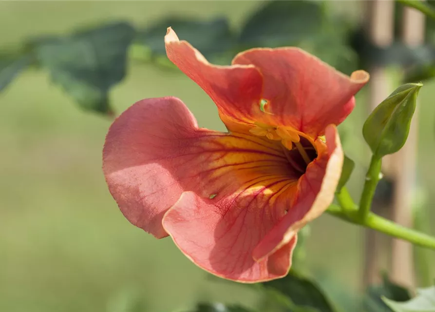 Campsis radicans