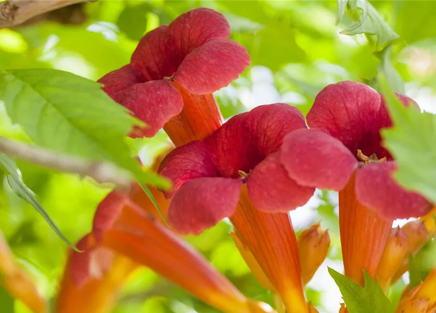 Campsis radicans