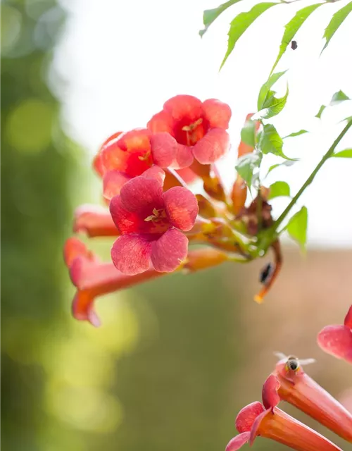 Campsis radicans