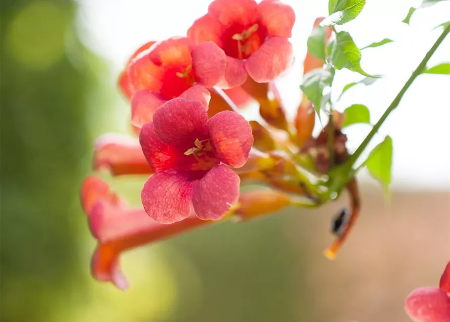 Campsis radicans