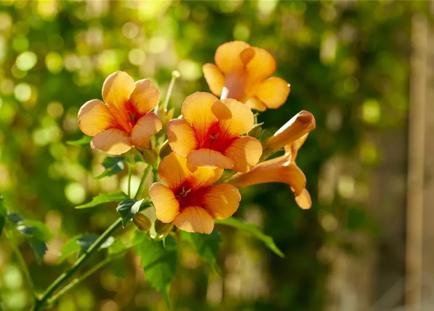 Campsis radicans