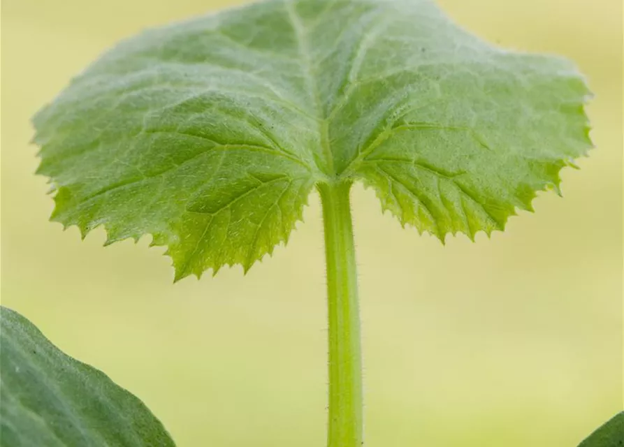 Cucurbita pepo subsp. pepo convar. giromontiina