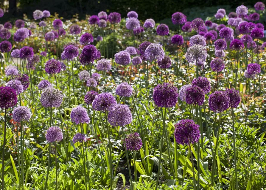 Allium giganteum