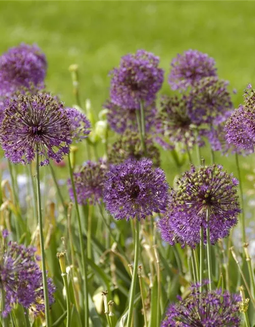 Allium giganteum