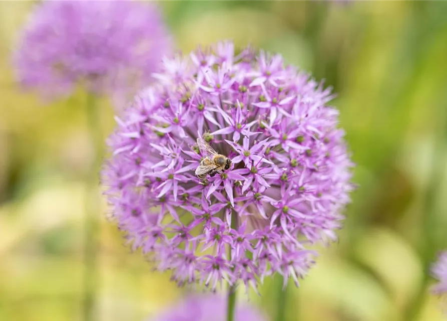 Allium giganteum