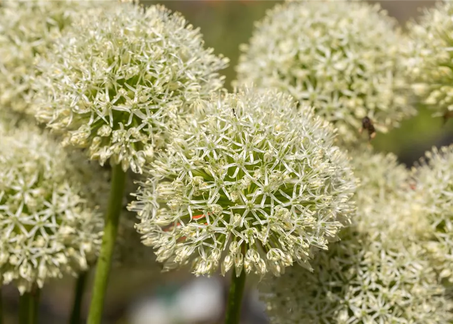 Allium giganteum