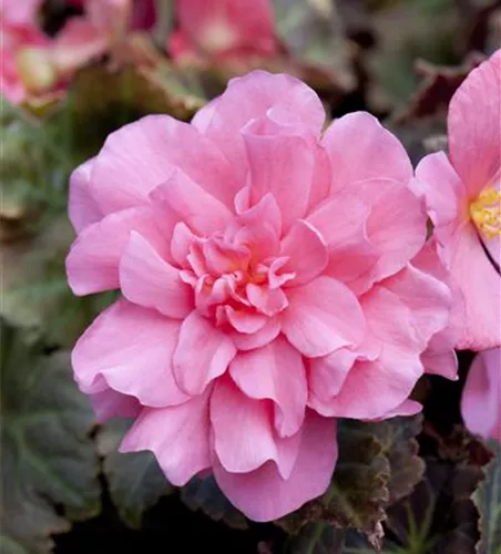 Begonia x tuberhybrida