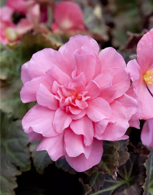 Begonia x tuberhybrida