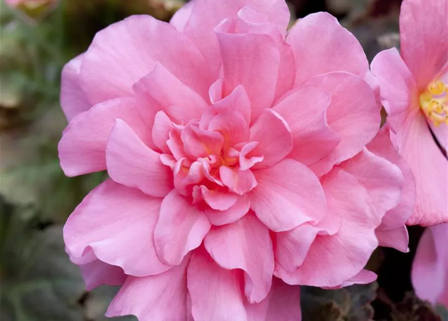 Begonia x tuberhybrida