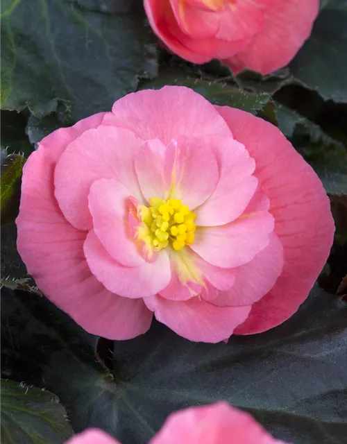 Begonia x tuberhybrida