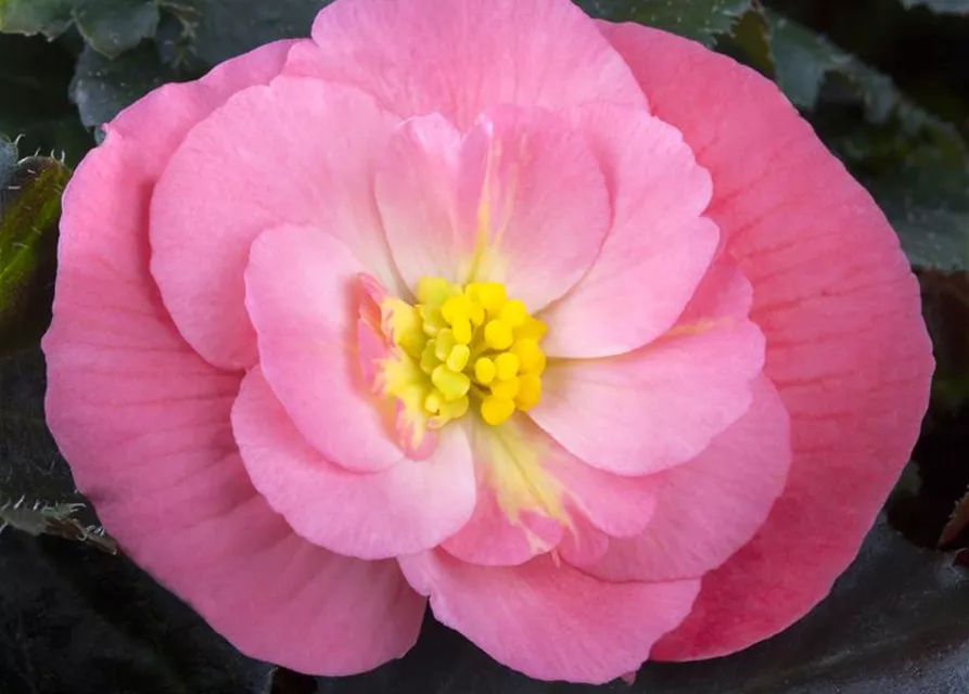 Begonia x tuberhybrida