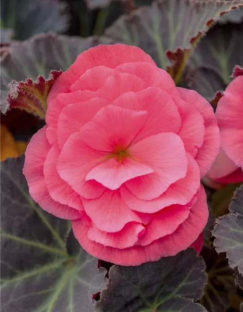 Begonia x tuberhybrida