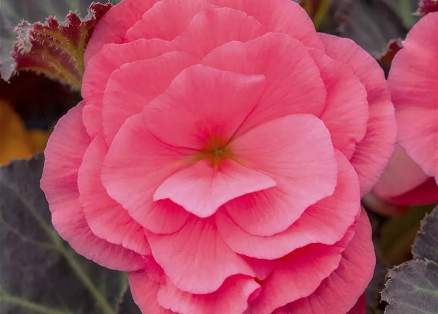 Begonia x tuberhybrida