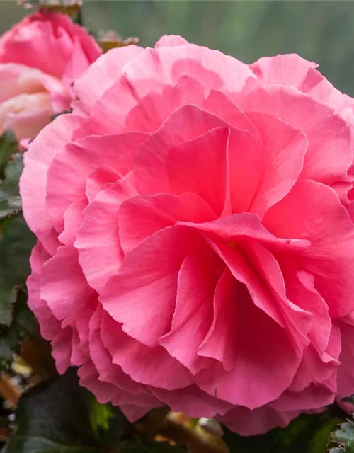 Begonia x tuberhybrida