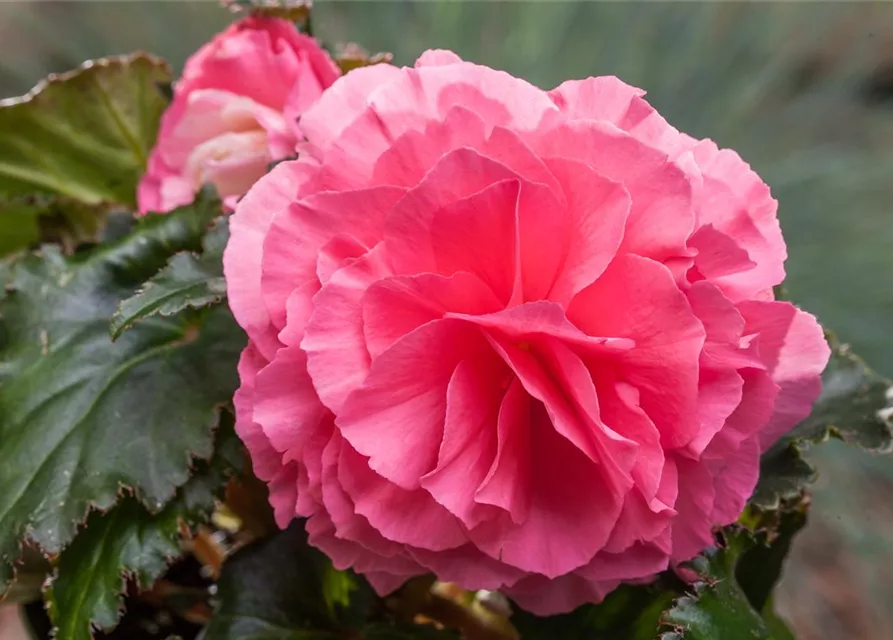 Begonia x tuberhybrida