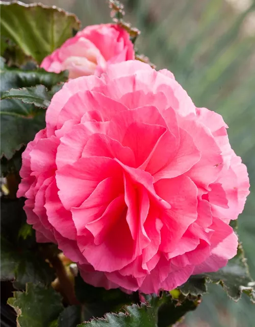 Begonia x tuberhybrida