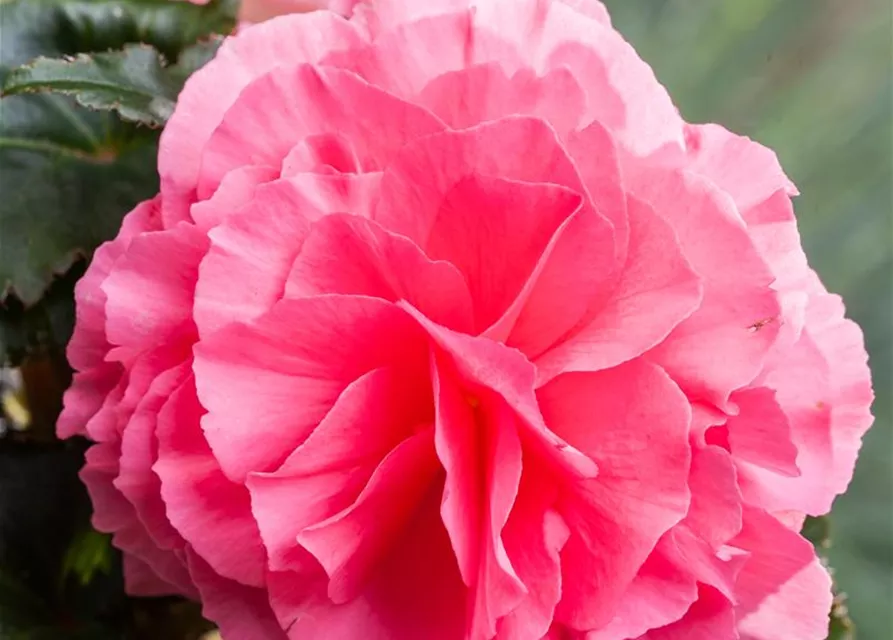 Begonia x tuberhybrida