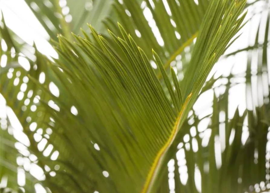 Cycas revoluta