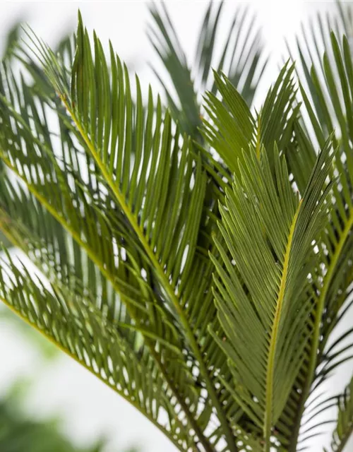 Cycas revoluta