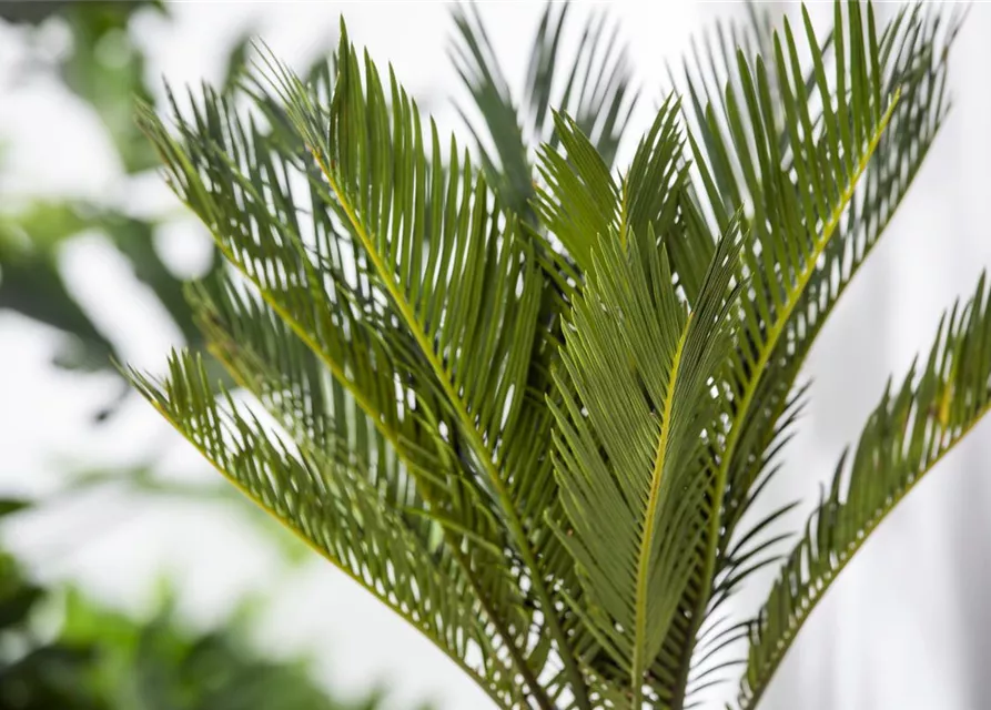 Cycas revoluta