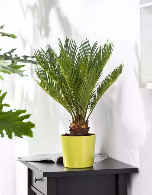 Cycas revoluta