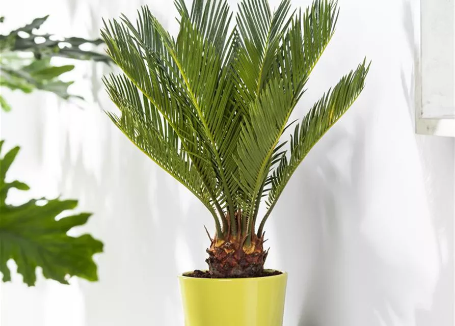 Cycas revoluta