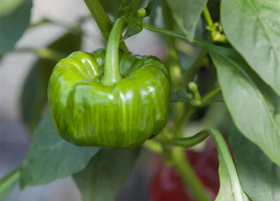 Capsicum annuum