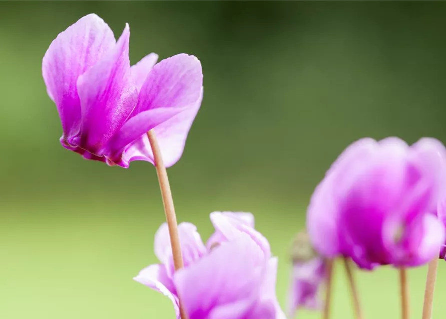 Cyclamen hederifolium